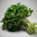 Bunch of fresh cilantro on a gray background