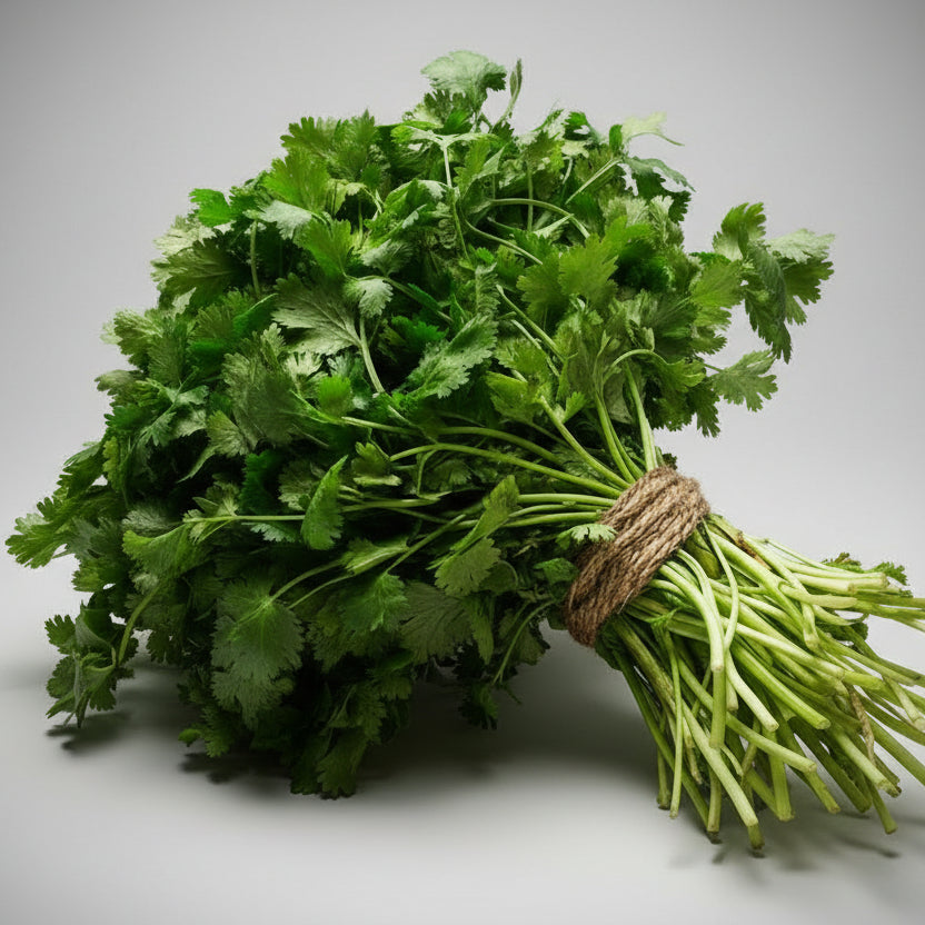 Bunch of fresh cilantro on a gray background