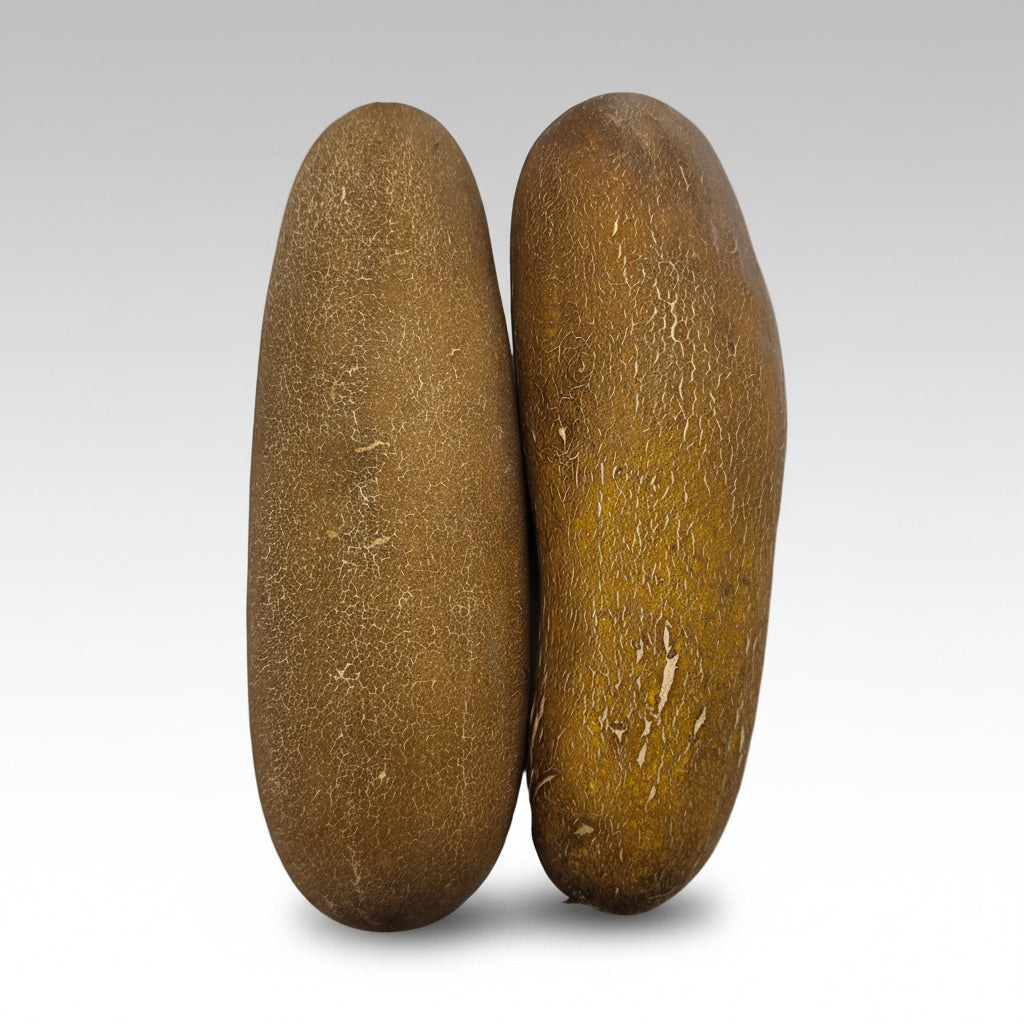 Yellow Cucumber / Khalpi Kakra - 1stk