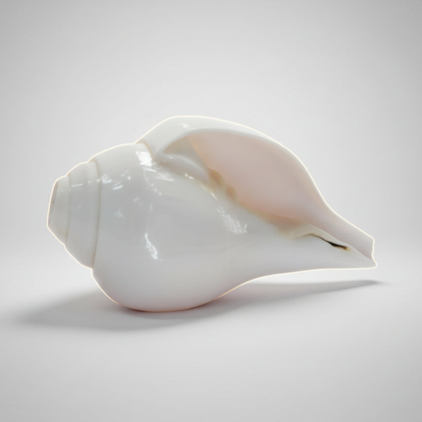 White shell with brown markings on a light gray background